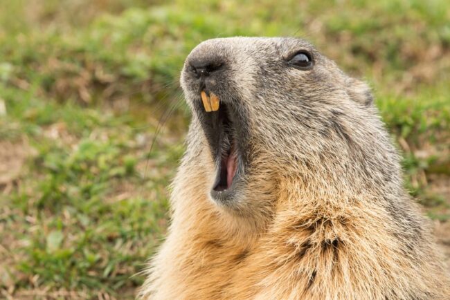 a groundhog seems shocked to discover that youre using same drug on a different day