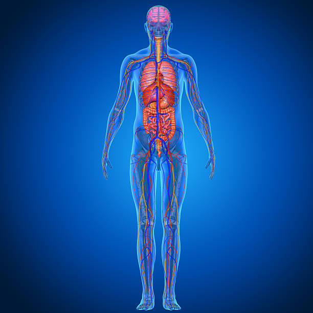 Outline of the human body